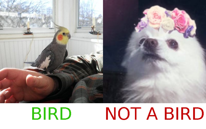 bird-nobird